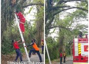 BPBD Kabupaten Mimika Respon Cepat Terkait Pohon Berbahaya di Kampung 