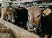 Bayang-Bayang “Mafia Kuota Sapi” di NTT: Peternak Lokal Terdesak Sistem Tertutup