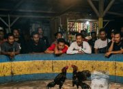 Warga Tantang Aparat Tindak Dugaan Sabung Ayam di Marelan