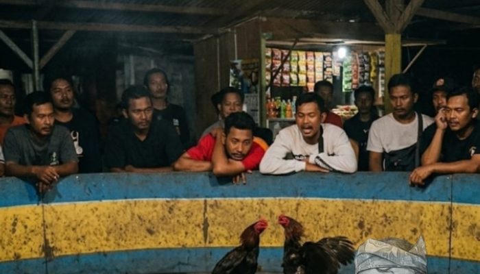 Warga Tantang Aparat Tindak Dugaan Sabung Ayam di Marelan